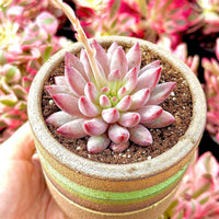 A hand is holding a potted succulent plant with a pink and white color scheme, surrounded by other potted plants with pink and green foliage.