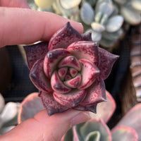 A hand is holding a small, vibrant red succulent flower with a pink center, surrounded by other succulent plants in the background.