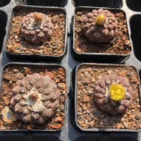 four potted succulent plants with distinct shapes and sizes, arranged in a grid-like pattern.