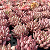 a close-up view of a collection of pink succulent plants with numerous small, spiky leaves arranged in a visually appealing pattern.