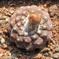A cactus plant with a large, round, brown, spiny flower at the center, surrounded by small white dots, growing on a rocky surface.