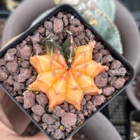 Rare Cactus - Gymnocalycium Mihanovichii Var. Friedrichii Werderm Variegata