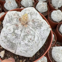 a close-up view of a white, spotted cactus plant in a red pot, surrounded by other similar cacti plants in the background.