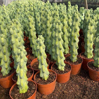 Rare Boobie Cactus, Myrtillocactus Geometrizans cv. Fukurokuryuzinboku 10”+