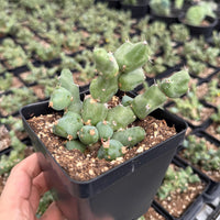 Rare Euphorbia - Euphorbia Clivicola