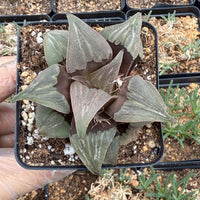 Rare Succulents, Haworthia Badia Kobiotori