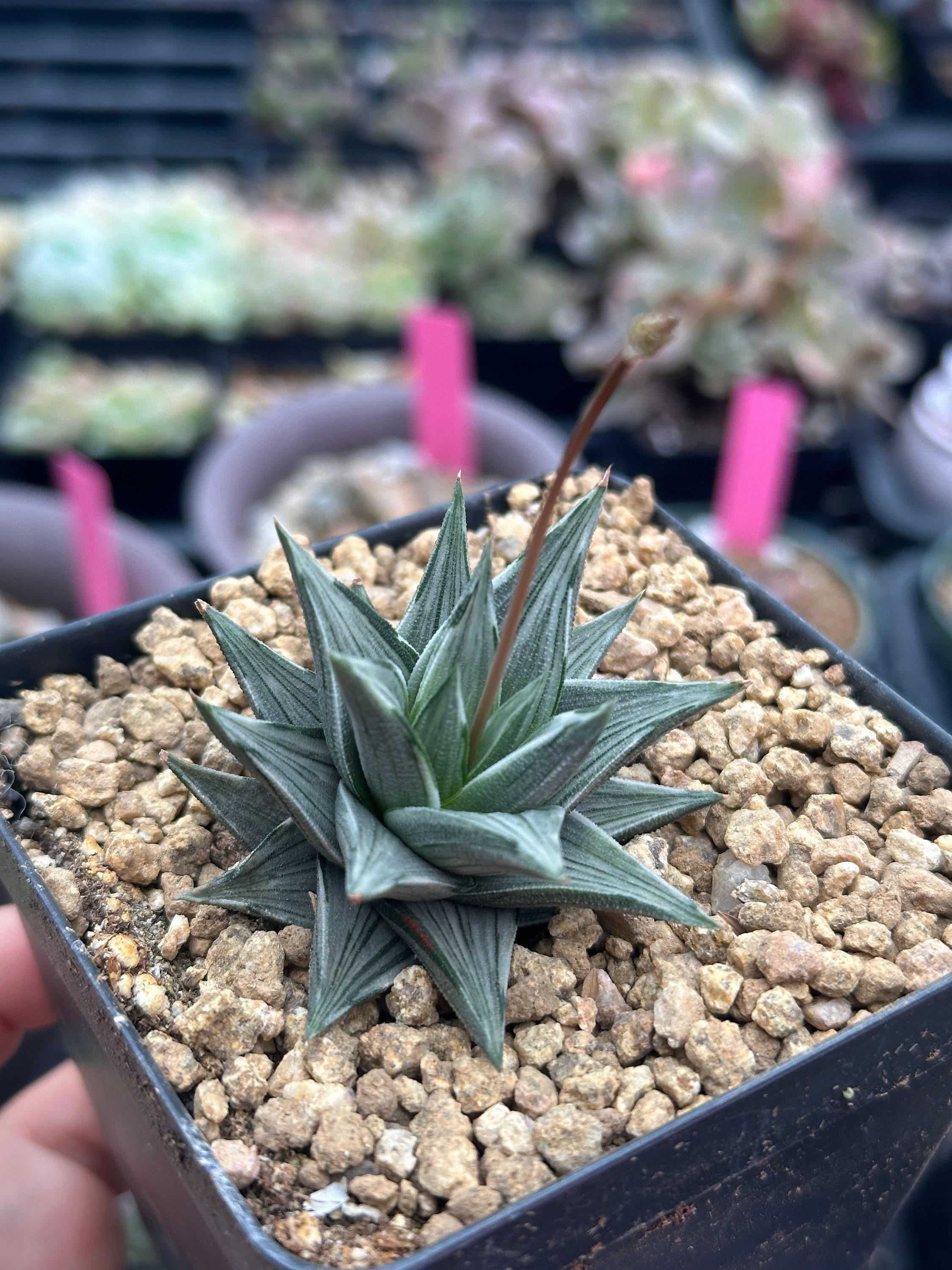 Rare Haworthia Ivory Tower White Variegata