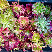 Aeonium Variegated Cuttings – Rare Live Plant Finds from California Greenhouse Nursery, Set of 3, 6, or 10!