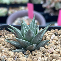 Rare Haworthia Ivory Tower White Variegata - Unique and Stunning