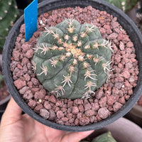 Live Plant - Rare Cactus, Gymnocalycium Spegzzinii var. Unguispinum (6)