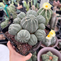 Rare Euphorbia, Euphorbia Obesa Large Cluster (2) On the graft