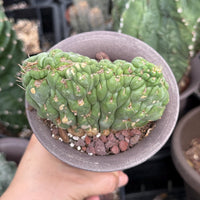Rare Cactus, Eulychnia Crastanea Crested (1)