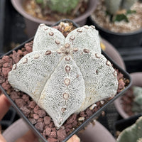 Rare Cactus, Astrophytum Onzuka (4”), Live Plant, WYSIWYG (2)