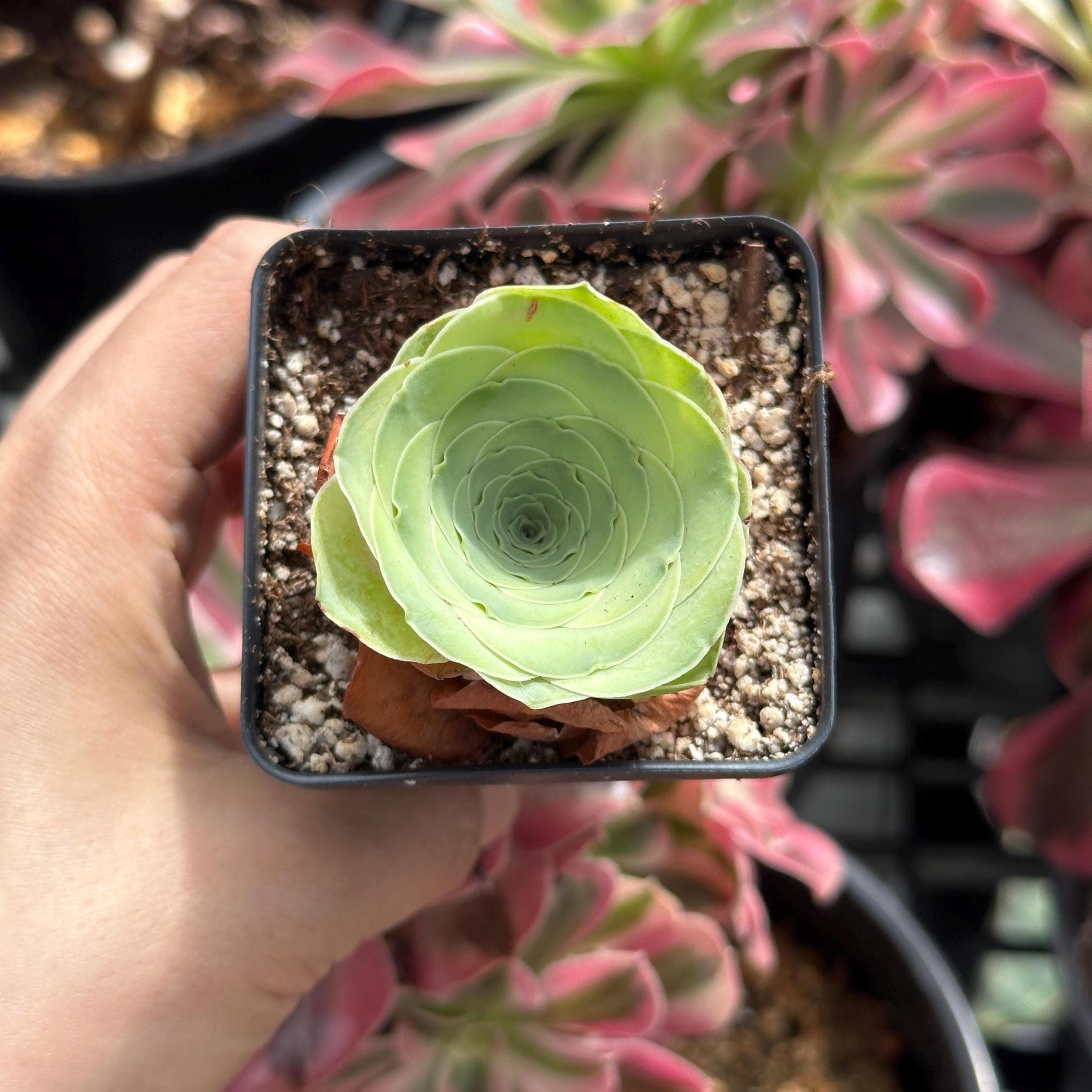 viney succulent plant Rare Succulents, Greenovia Wine Cup (2”), Live Plant
