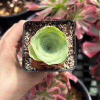 Rare Succulents, Greenovia Wine Cup (2”), Live Plant