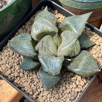 Rare Succulents - Haworthia Emelyae var. Comptoniana 'Urahannya' (2.5-3”)