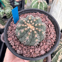 Live Plant - Rare Cactus, Gymnocalycium Spegzzinii var. Unguispinum (6)
