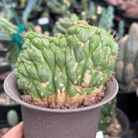 Rare Cactus, Eulychnia Crastanea Crested (1)