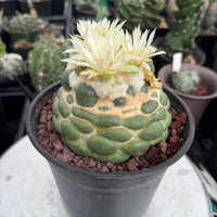 Coryphantha elephantidens cv. Inermis 6” Pot (1)