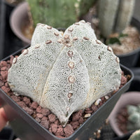 Rare Cactus, Astrophytum Onzuka (4”), Live Plant, WYSIWYG (2)