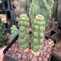 Rare Cactus, Eulychnia Castanea cv. varispiralis Double Heads (1)