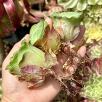 Rare Succulents, Greenovia Wine Cup (2”), Live Plant
