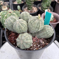 Rare Euphorbia, Euphorbia Obesa Large Cluster (2)