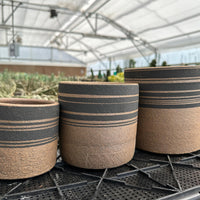 Three ceramic planters with black and brown striped patterns are displayed on a black plastic tray in a greenhouse setting.