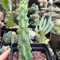 Rare Boobie Cactus, Variegated Myrtillocactus Geometrizans Fukurokuryuzinboku (3)