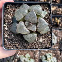 Rare Succulents - Haworthia Kaurijima (3")