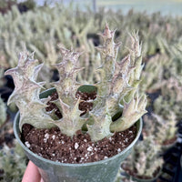 Rare Succulent - Caralluma Hesperidum Cluster - Exotic Live Plant
