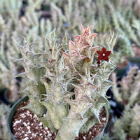 Rare Succulent - Caralluma Hesperidum Cluster - Exotic Live Plant
