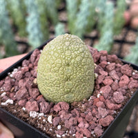 Rare Succulents - Pseudolithos Migiurtinus 2”, Live Plant