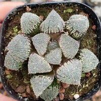 Rare Succulents, Haworthia Kumori-Joh, live plant