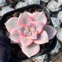 Variegated Graptopetalum Purple Delight Succulent, Colorful Rosette Plant