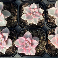 Variegated Graptopetalum Purple Delight Succulent, Colorful Rosette Plant