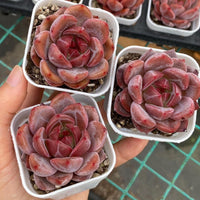 Rare Succulents, Echeveria Pink Champagne Succulent