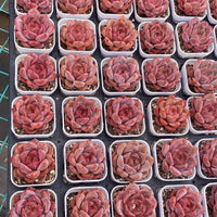 Rare Succulents, Echeveria Pink Champagne Succulent
