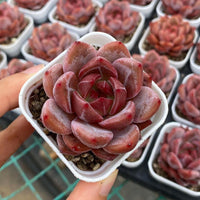 Rare Succulents, Echeveria Pink Champagne Succulent