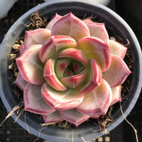 Echeveria Dare Devil, Colorful Live Rosette Plant – Popular Gift for Her