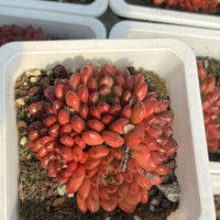 Rare Succulents - Sedeveria Pink Ruby Cluster (2.5"), Live Plant