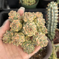 Euphorbia Ritchiei White Variegata Cluster Cutting - Rare Succulent Euphorbia Plant – Live Indoor/Outdoor Houseplant