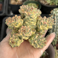 Euphorbia Ritchiei White Variegata Cluster Cutting - Rare Succulent Euphorbia Plant – Live Indoor/Outdoor Houseplant