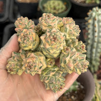 Euphorbia Ritchiei White Variegata Cluster Cutting - Rare Succulent Euphorbia Plant – Live Indoor/Outdoor Houseplant