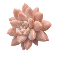 Echeveria Pink Dragonfly Double Heads 2”, Colorful Live Rosette Plant – Popular Gift for Her