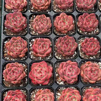 Rare Succulents, Echeveria Agavoides Roca