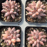 Echeveria Pink Dragonfly Double Heads 2”, Colorful Live Rosette Plant – Popular Gift for Her