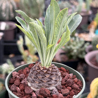 Euphorbia Bupleurifolia Iron Ball Pineapple Caudex