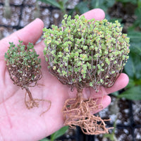 Drosanthemum Globosum Cluster, Rare Caudex
