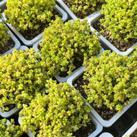Drosanthemum Globosum Cluster, Rare Caudex
